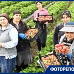 Сезон сбора клубники начался на Кубани: какие факторы влияют на цену и урожай?
